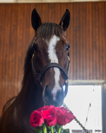 Send a rose to a Kentucky Derby winner 🌹
