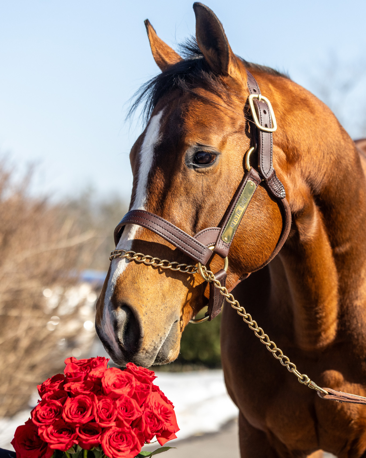 Send a rose to a Kentucky Derby winner 🌹 – Horse Country