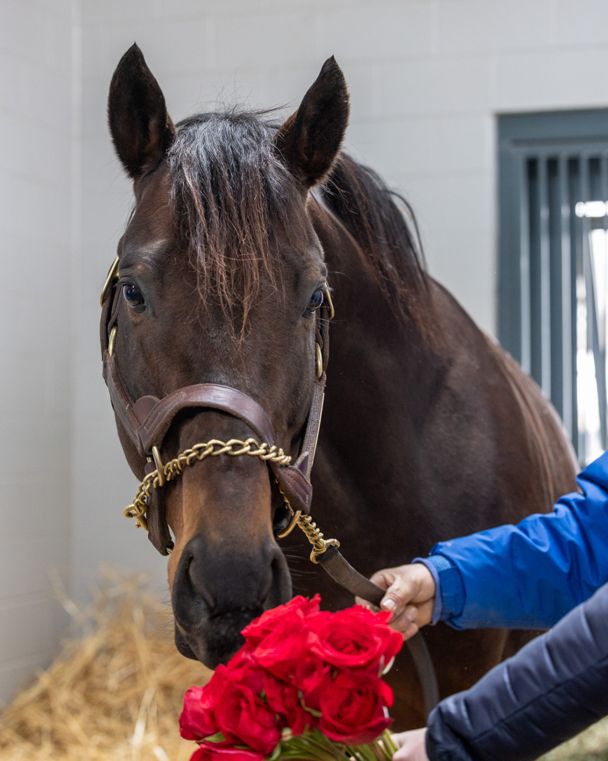Racehorse Roses Send a rose to a Kentucky Derby winner 🌹 – Horse Country