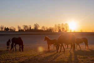 Warm Morning Glow - Matted Prints
