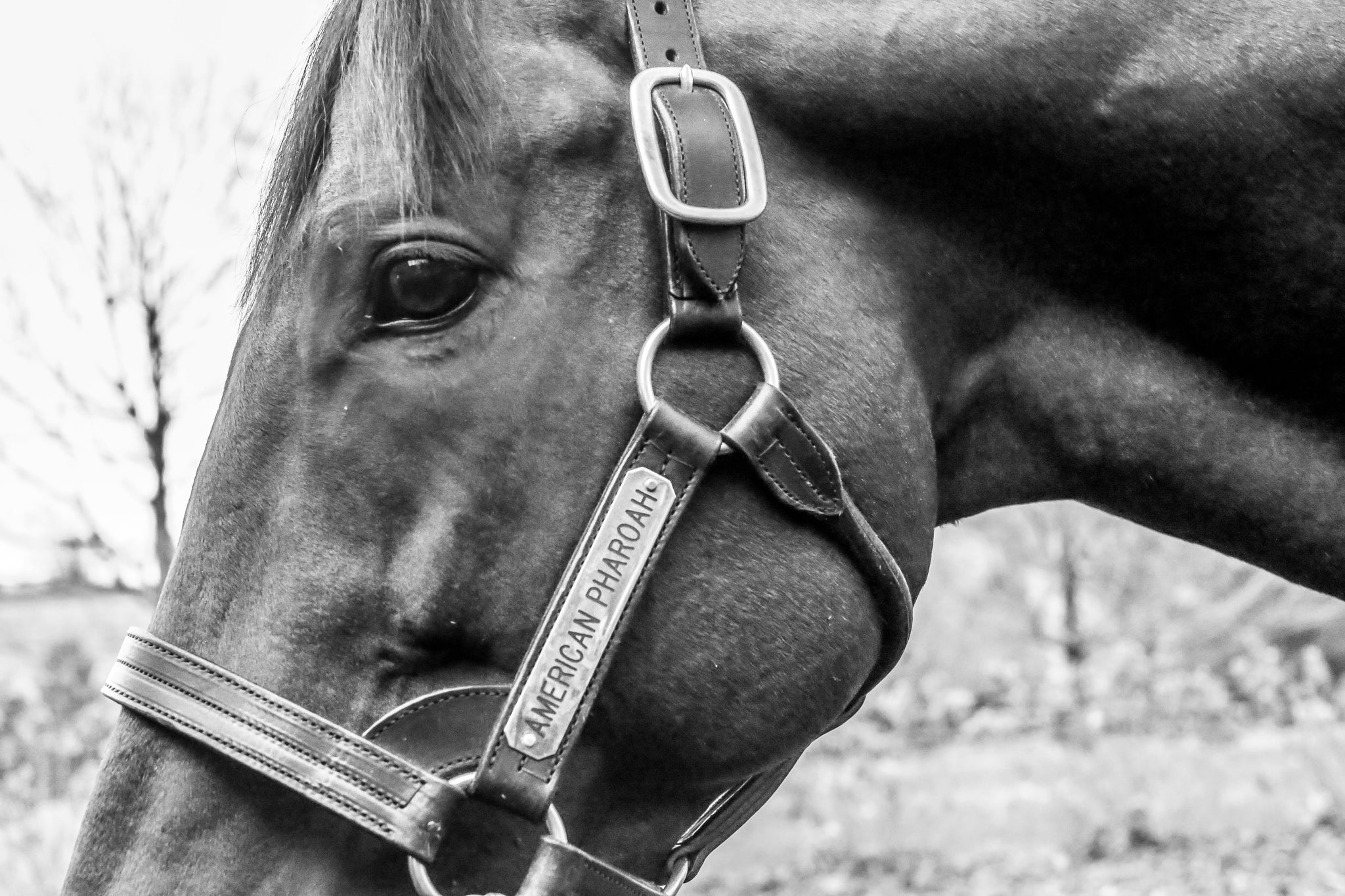 Horse Country Photography