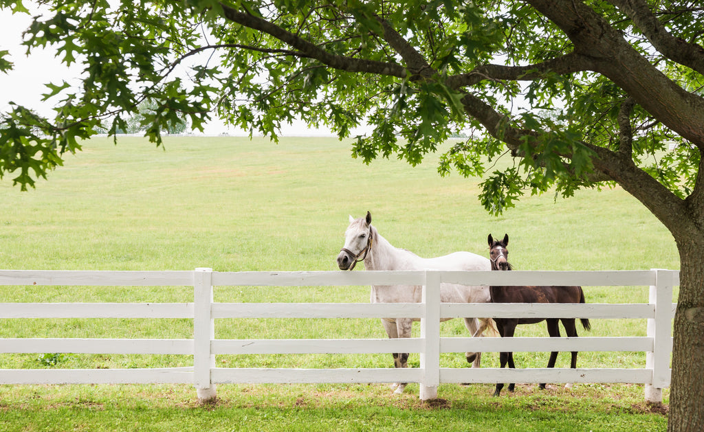 Classic Kentucky White Fences - Matted Equestrian Prints
