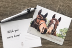 Visit Horse Country Postcard Pack